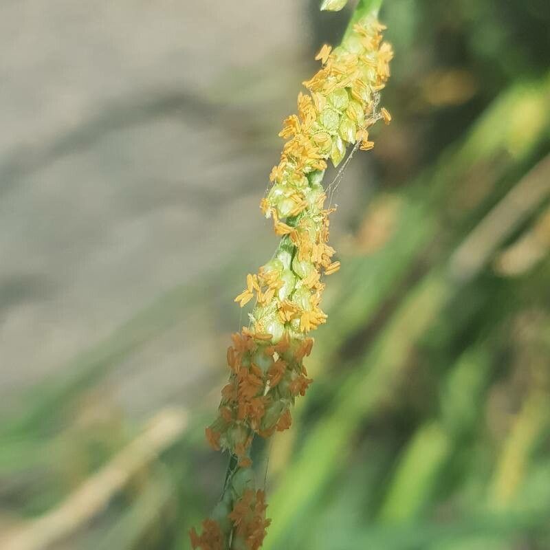Alopecurus aequalis fruit