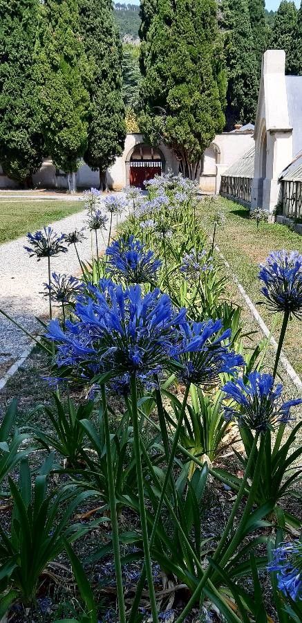 Agapanthus campanulatus flower