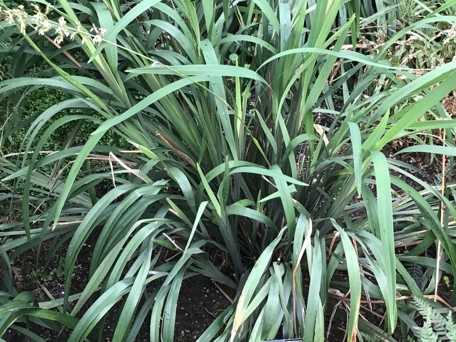 Dianella ensifolia — search result for 'Dianella'