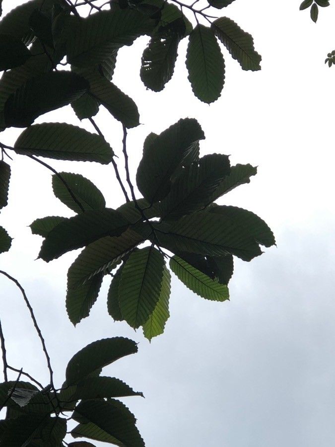 Dipterocarpus costulatus — related species from the same genus