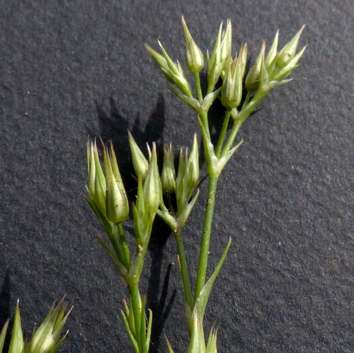 Minuartia mucronata flower