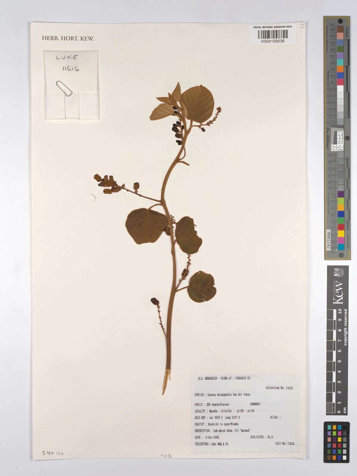 Lannea katangensis — search result for 'Lannea'