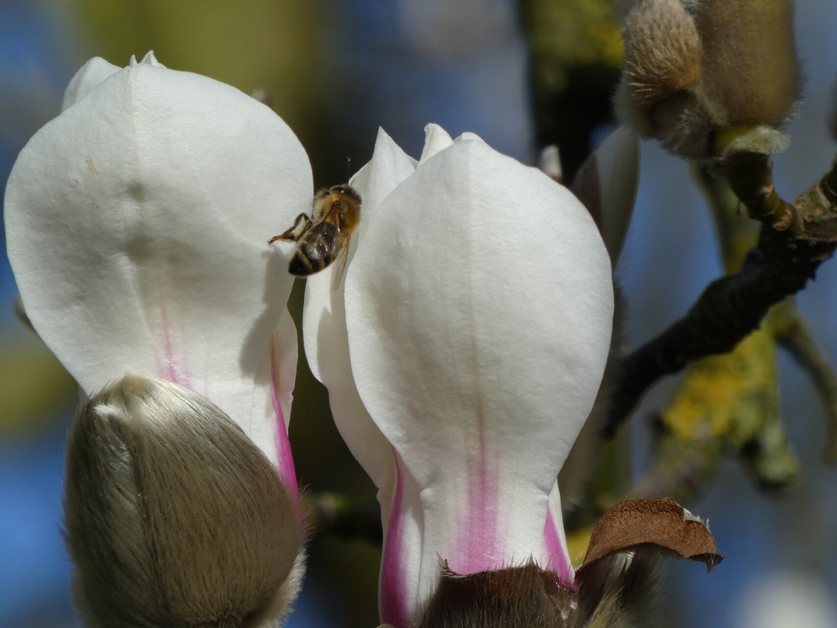 Magnolia biondii flower