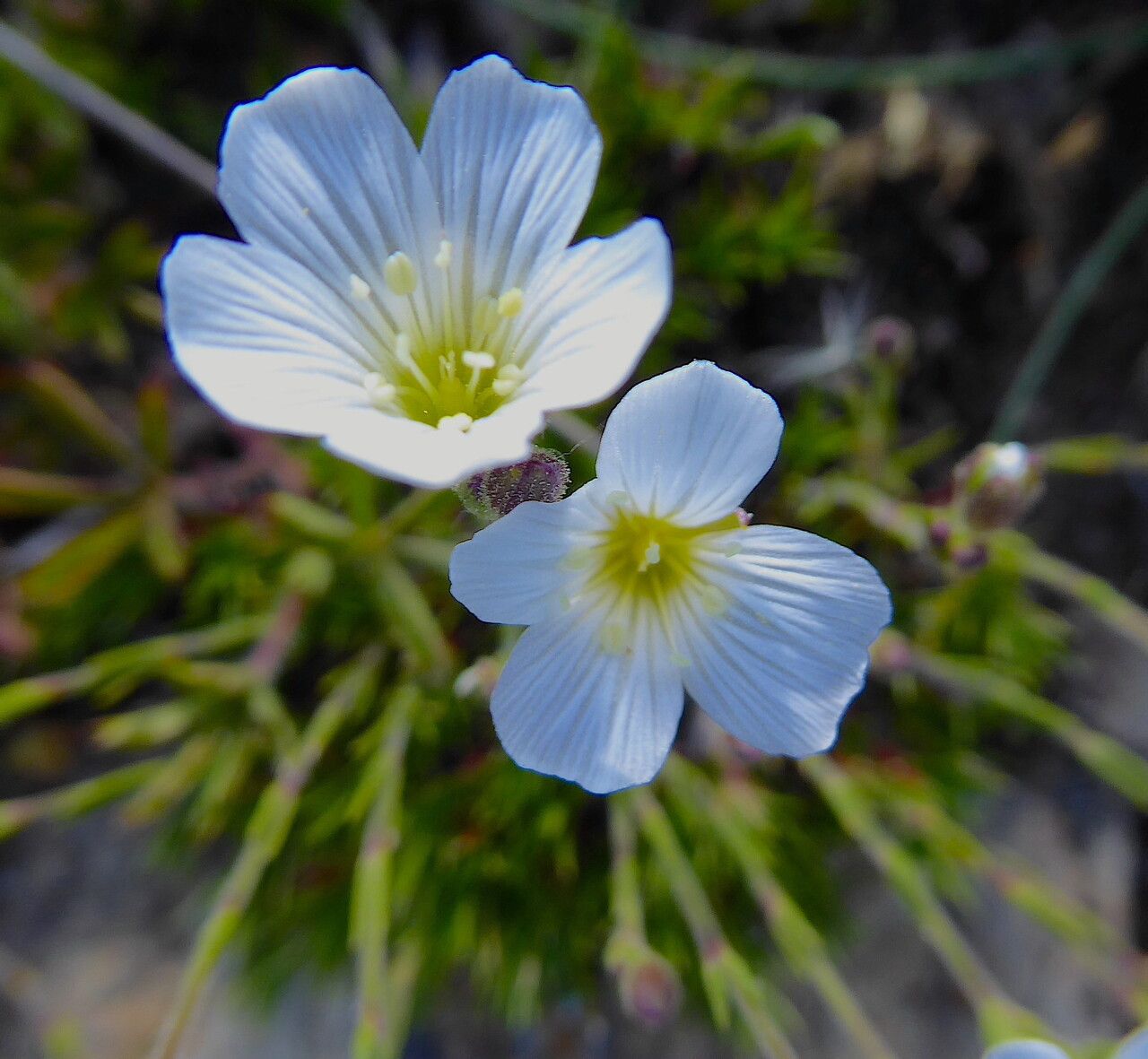 Minuartia verna flower