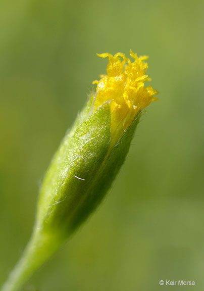 Lasthenia microglossa — houseplant care guide