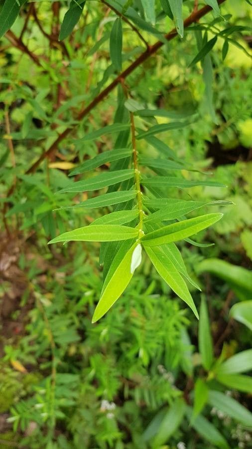 Hypericum lanceolatum leaf