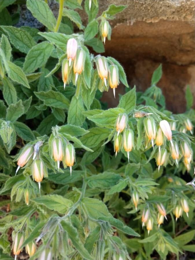 Onosma orientalis — houseplant care guide