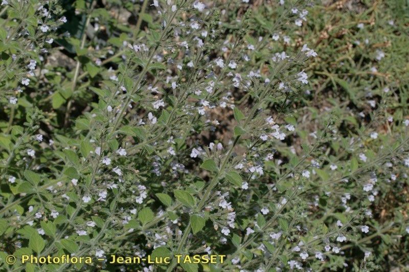 Clinopodium creticum habit