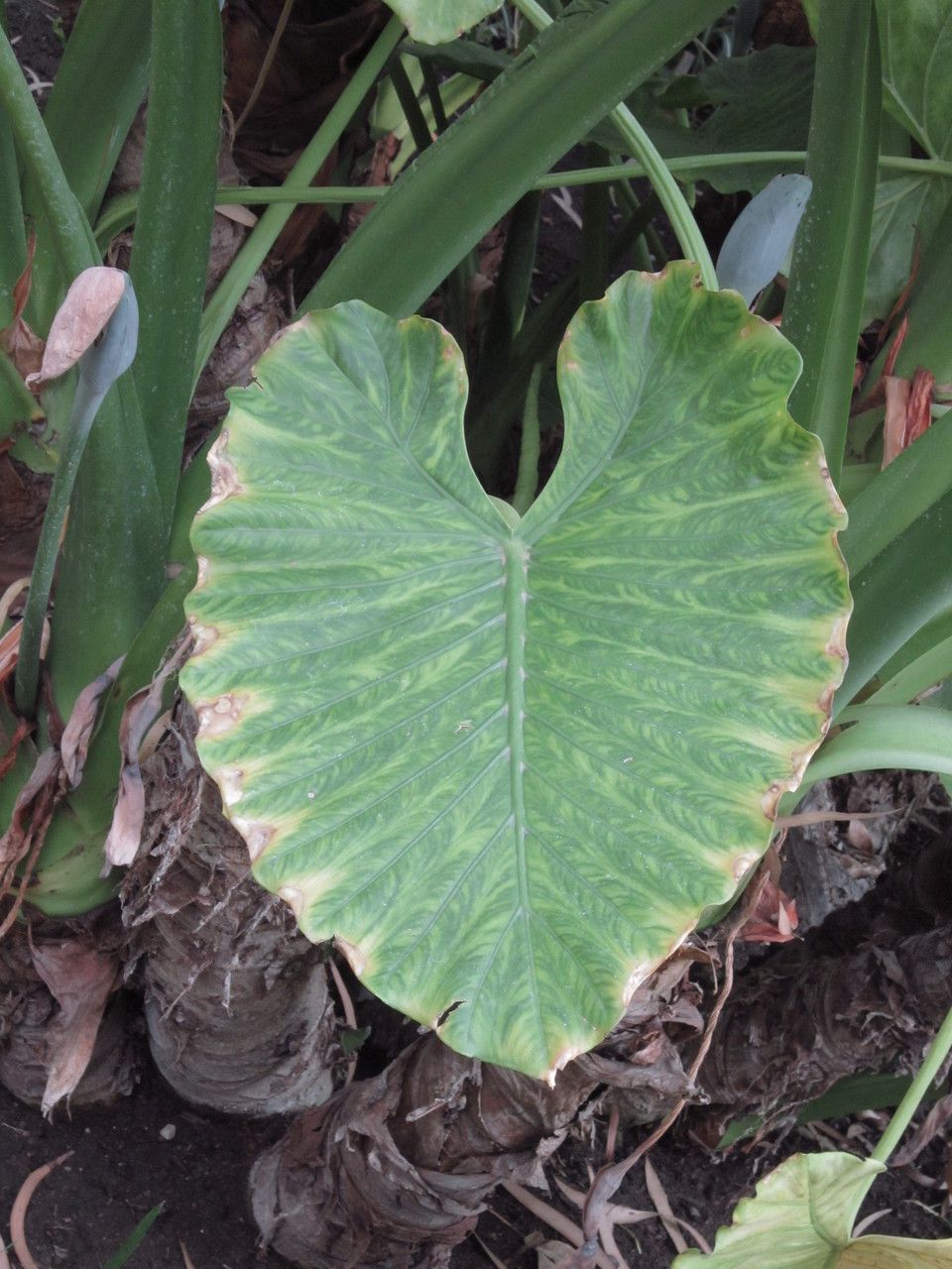 Alocasia macrorrhiza leaf