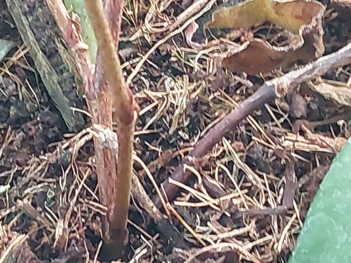 Begonia capillipes bark