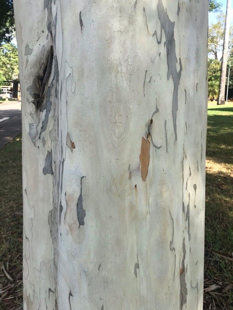 Libidibia ferrea — search result for 'Caesalpinia'