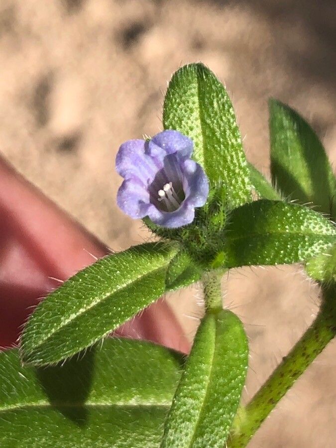 Echium parviflorum flower