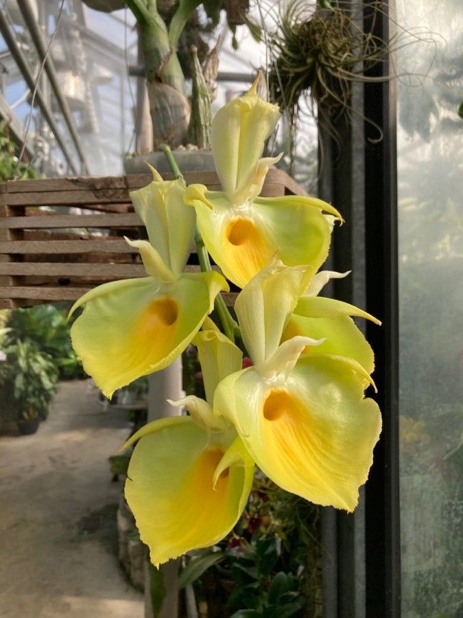 Catasetum pileatum — search result for 'Catasetum'