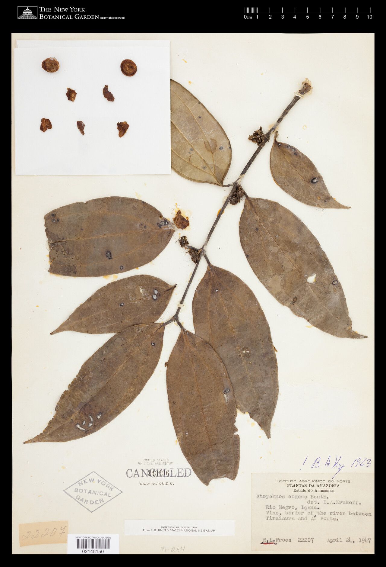 Strychnos cogens leaf