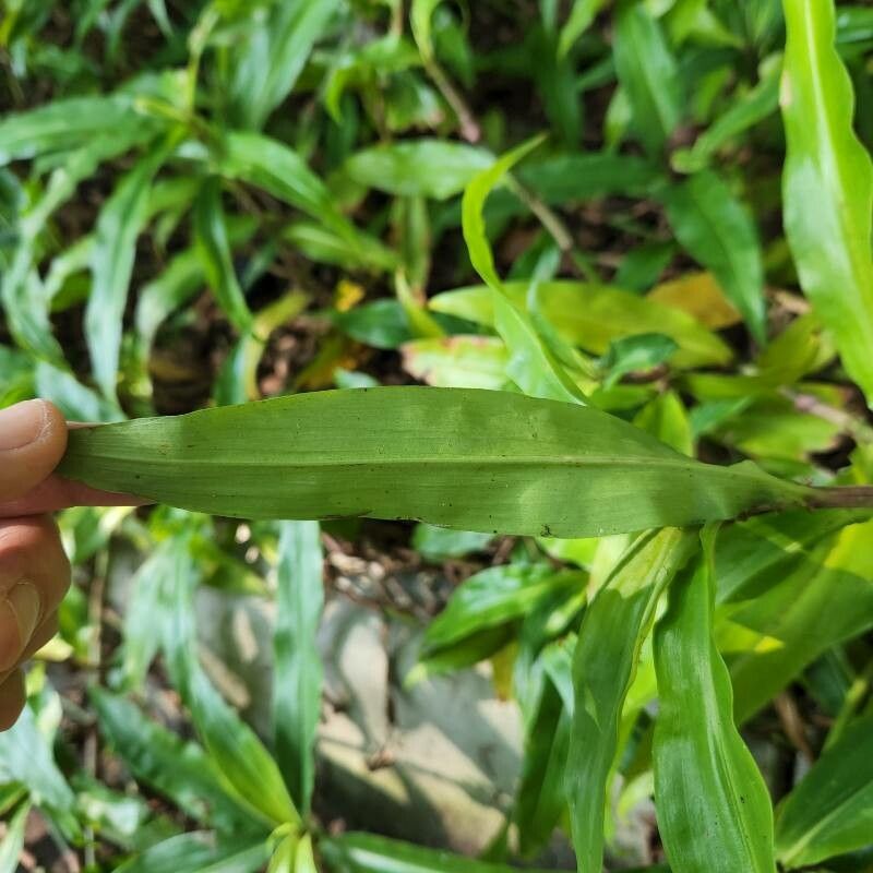 Pollia crispata leaf