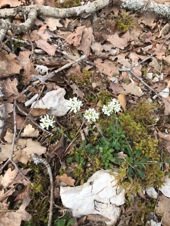 Noccaea montana — search result for 'Noccaea'