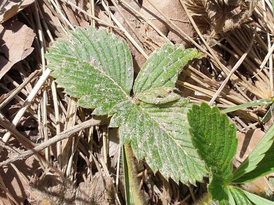 Fragaria viridis leaf