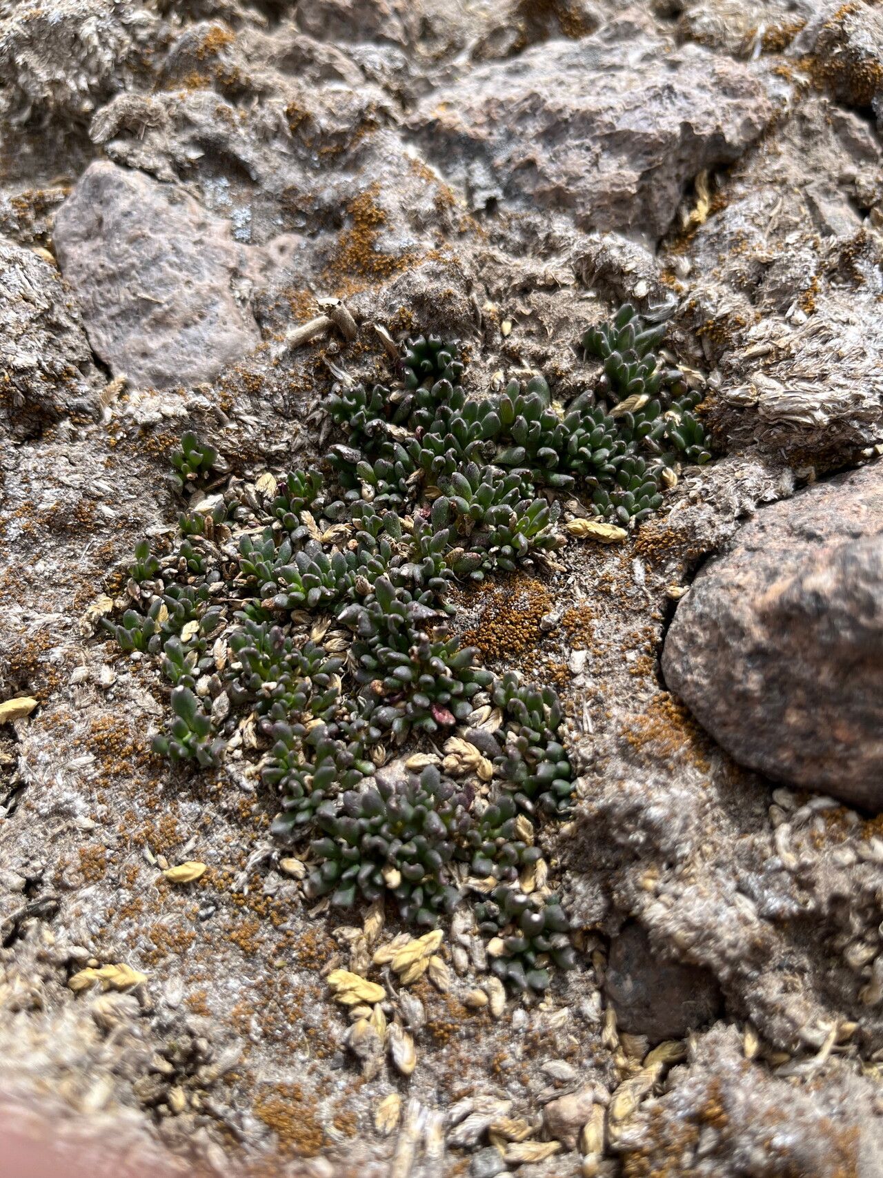 Senecio melanandrus leaf