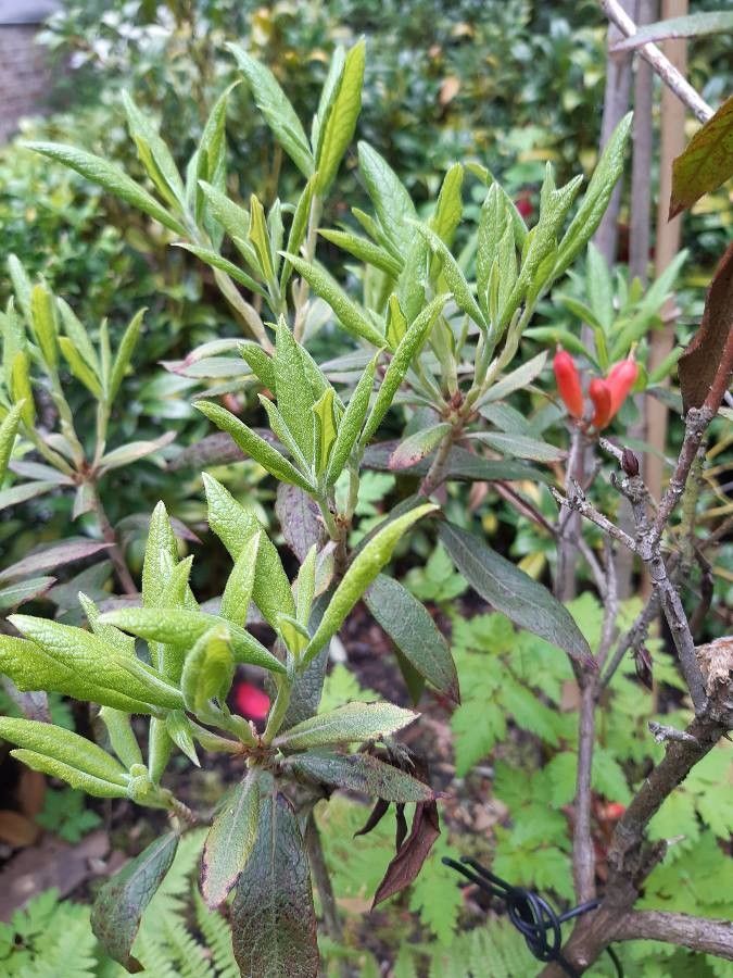 Rhododendron spinuliferum leaf