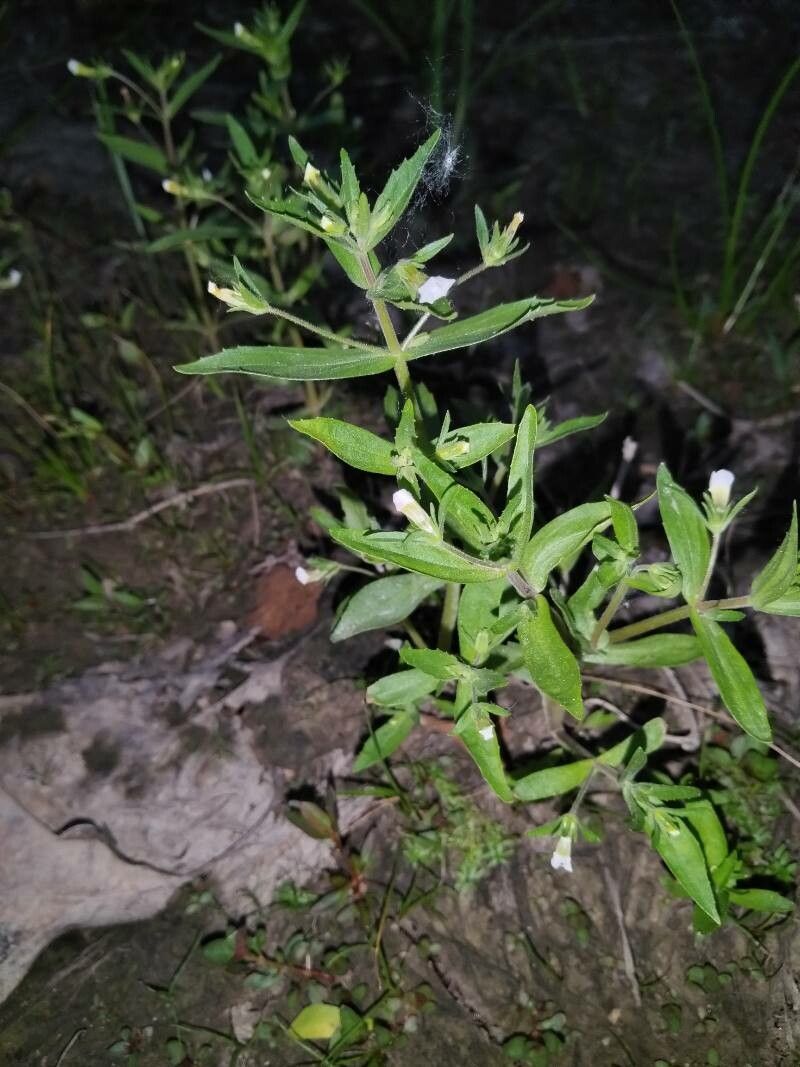 Gratiola neglecta leaf