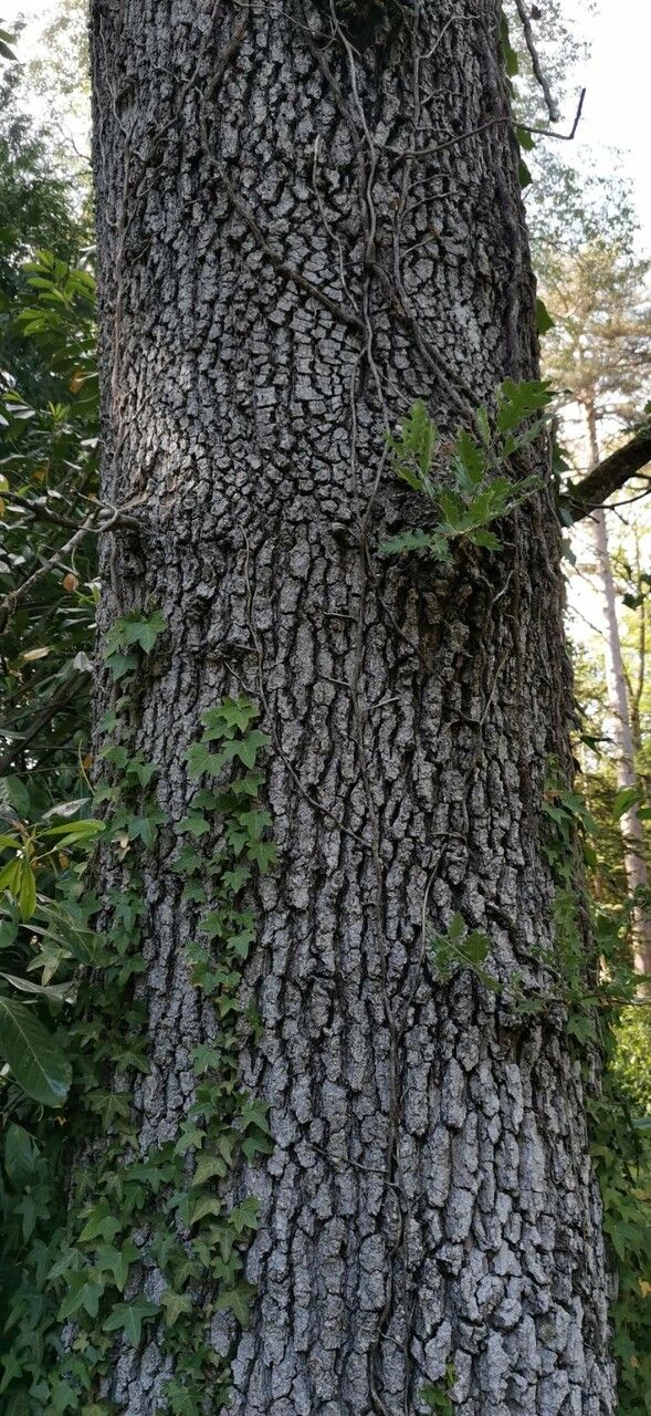 Quercus ithaburensis bark