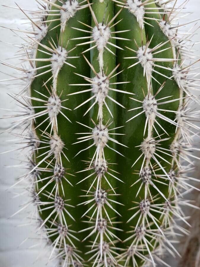 Pachycereus pringlei leaf