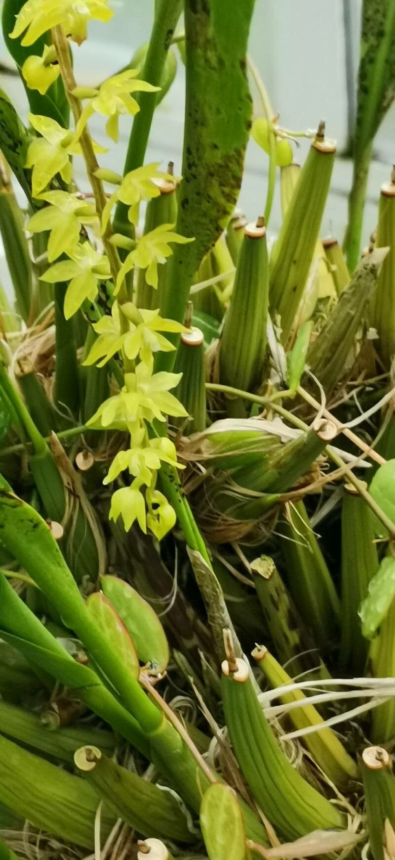 Coelogyne pangasinanensis habit