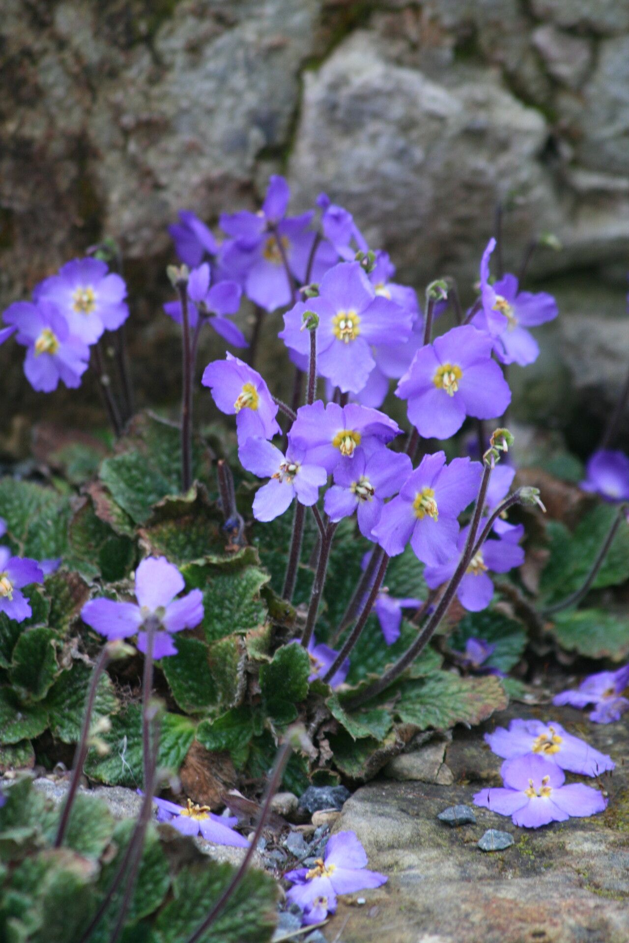 Ramonda nathaliae flower