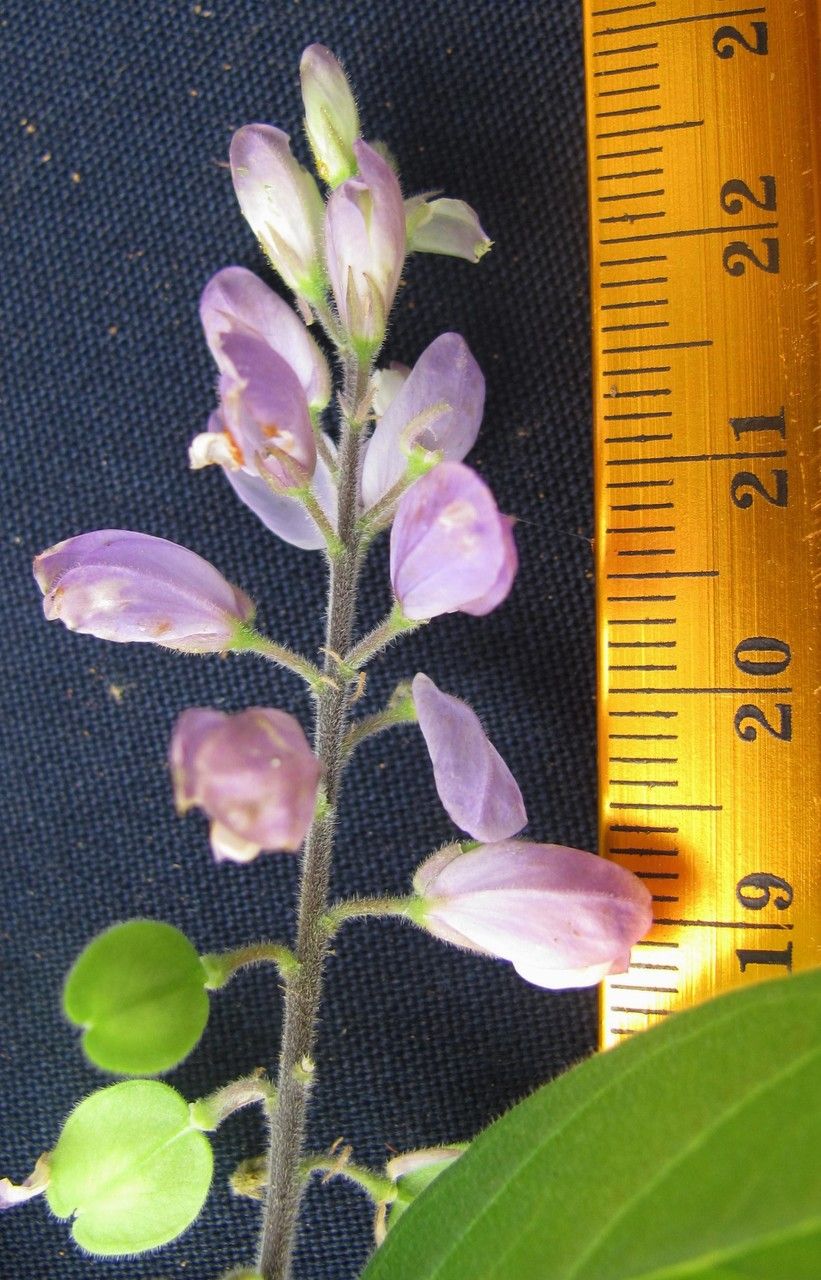 Polygala panamensis other