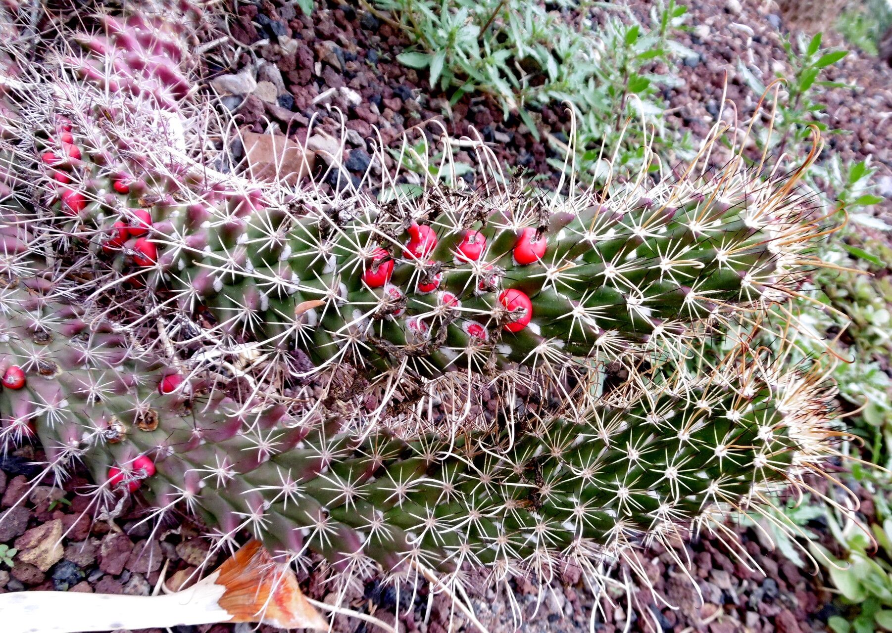 Cochemiea poselgeri fruit