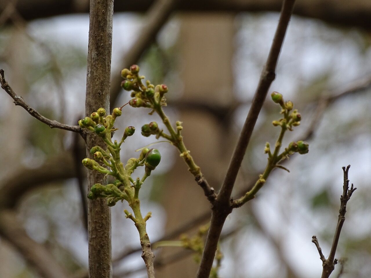 Gmelina arborea fruit