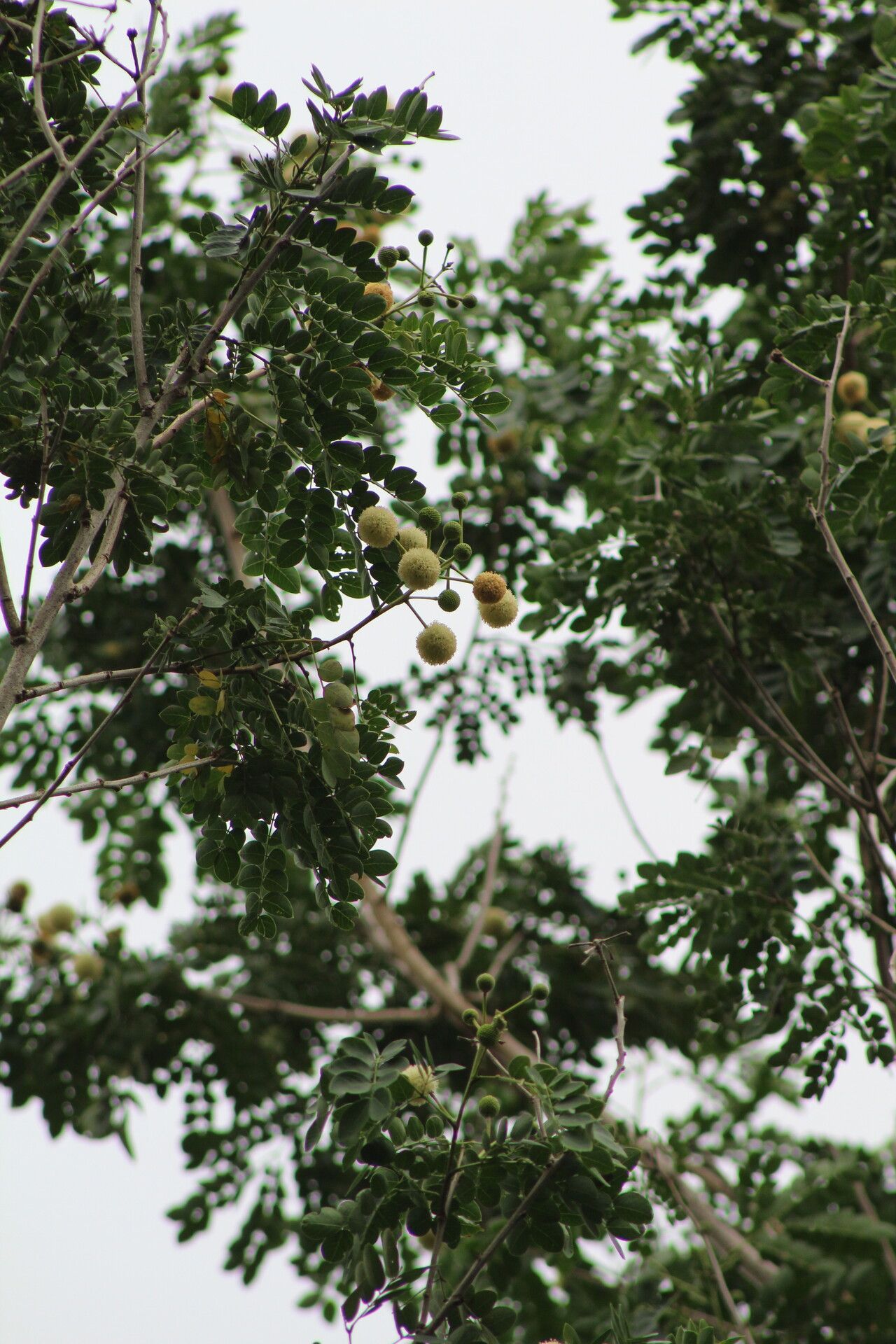 Leucaena lanceolata flower