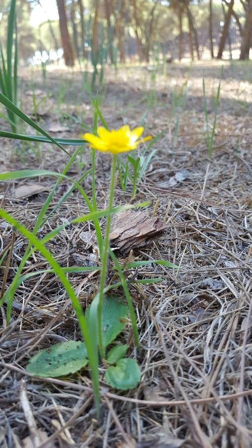 Ranunculus californicus habit