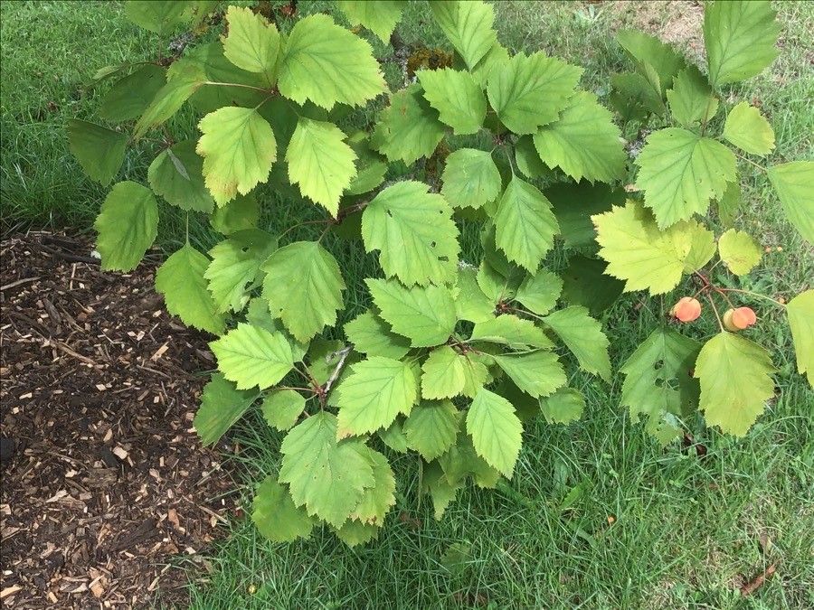 Crataegus holmesiana — search result for 'Crataegus'