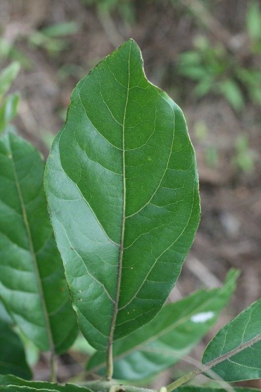 Litsea glutinosa — search result for 'Lauraceae'