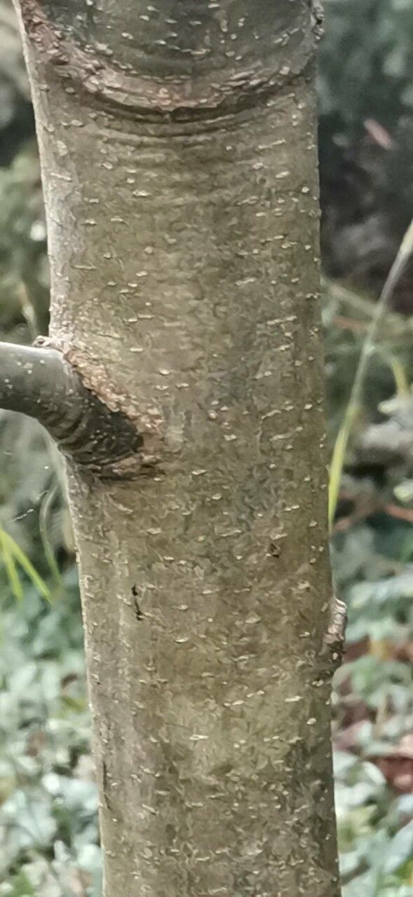 Quercus ilicifolia bark
