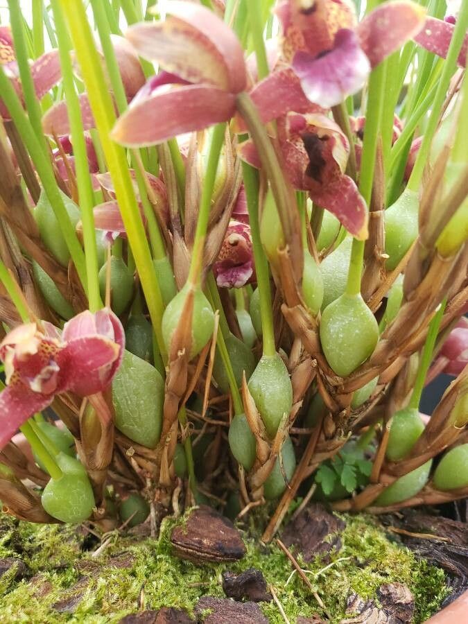 Maxillariella sanguinea other