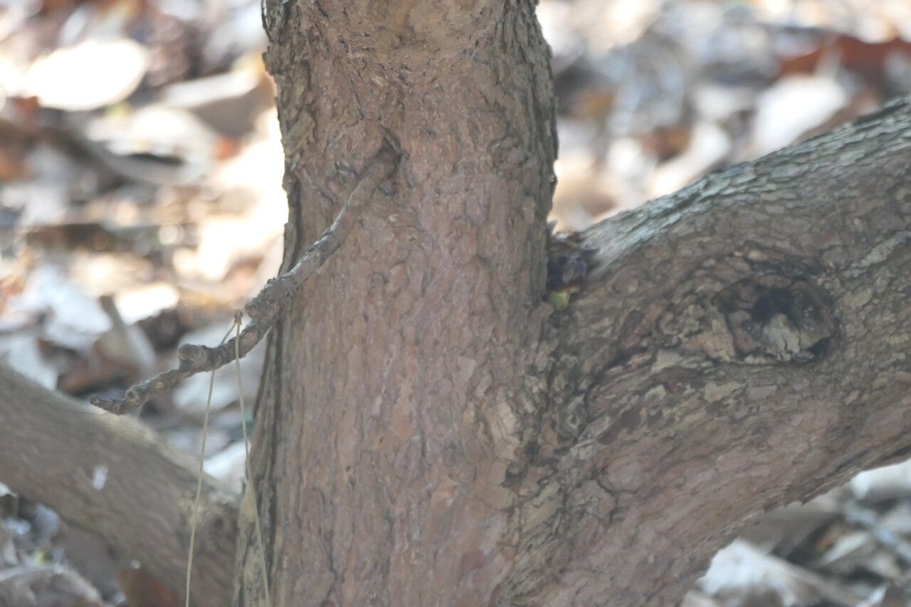 Rhododendron uvariifolium bark