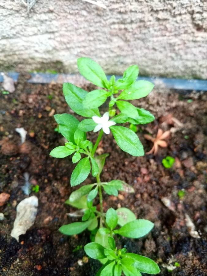 Glinus oppositifolius habit