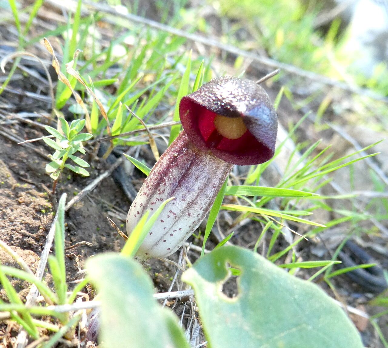 Arisarum simorrhinum flower