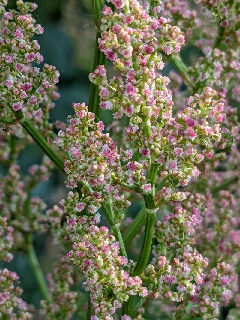 Rumex rugosus flower