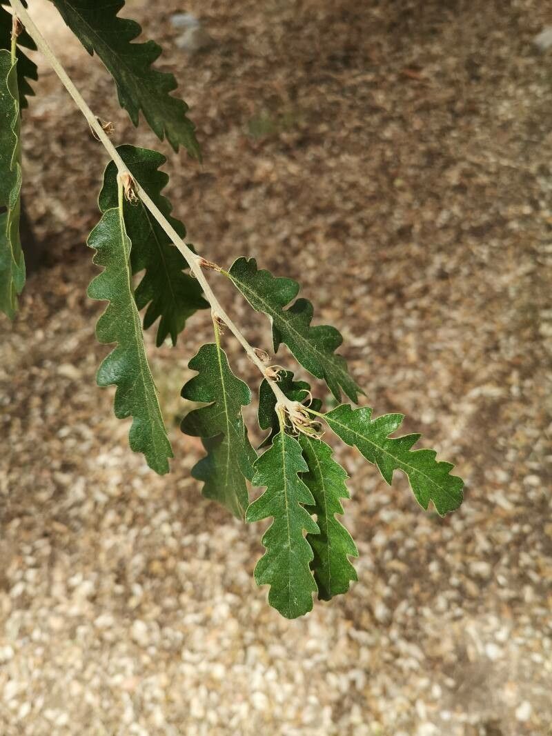 Quercus aucheri leaf