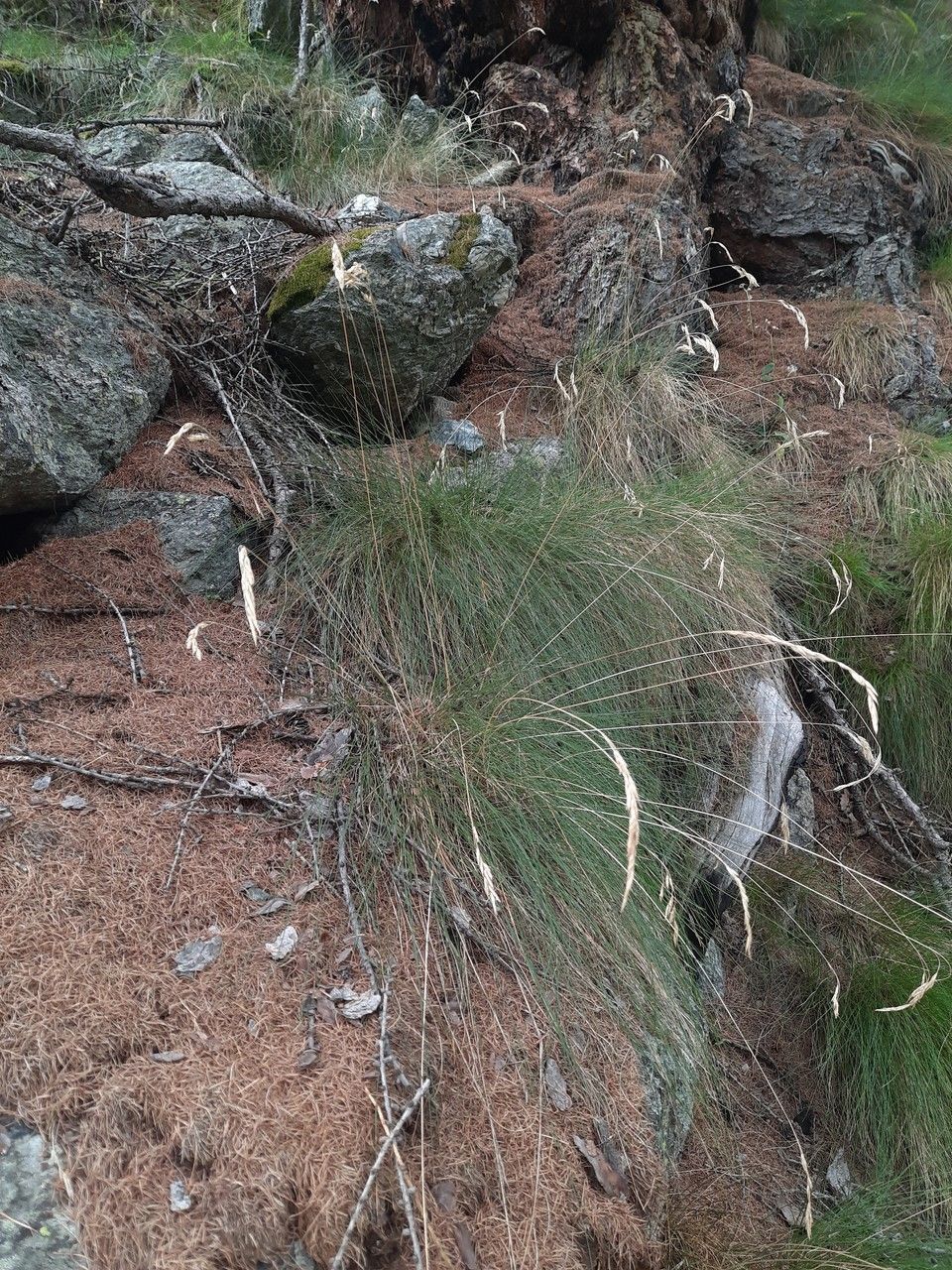 Festuca flavescens leaf