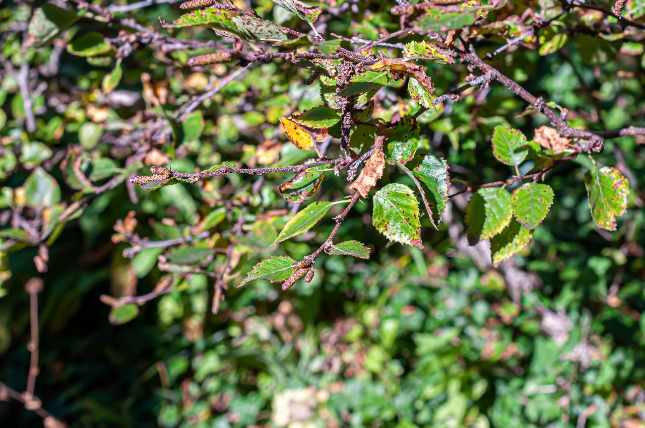 Betula gmelinii — search result for 'Betula'