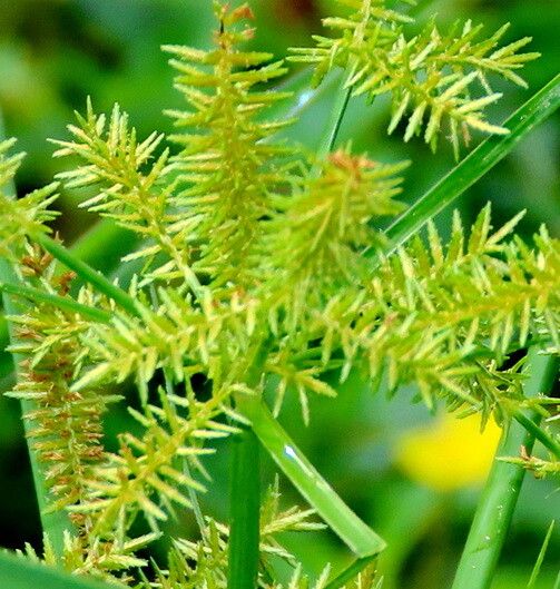 Cyperus erythrorhizos — houseplant care guide