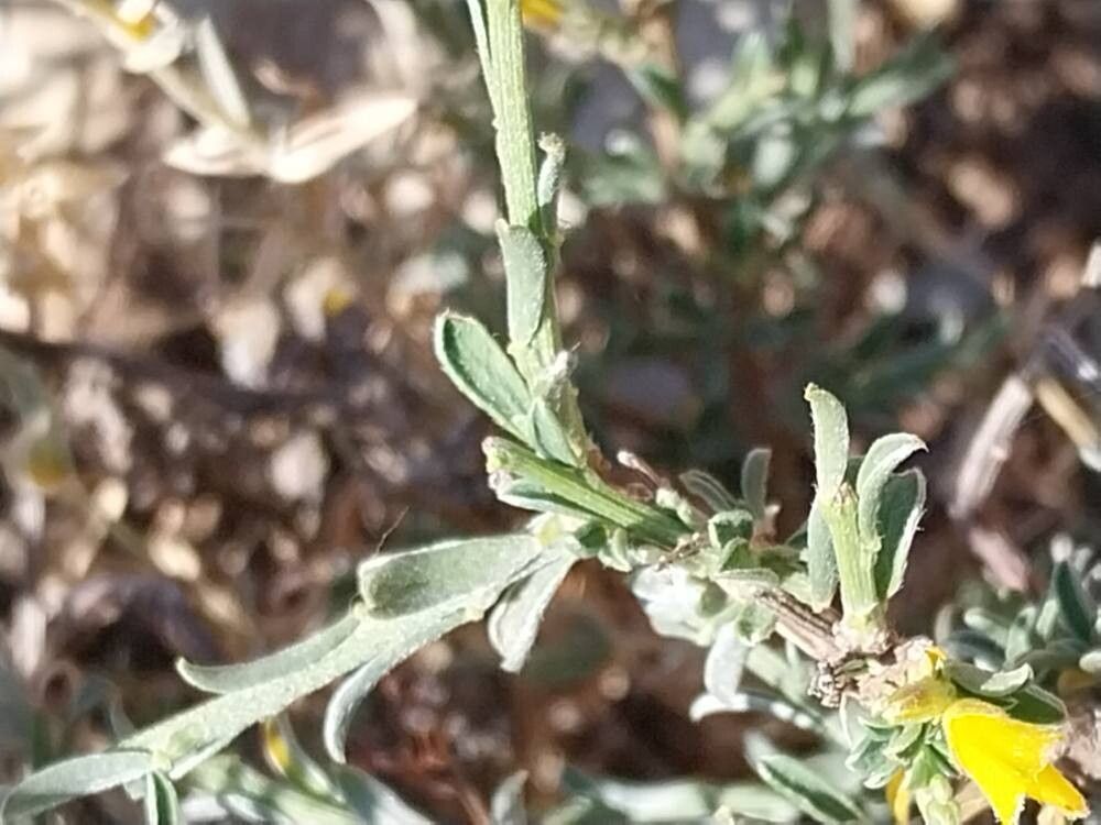 Genista pseudopilosa leaf