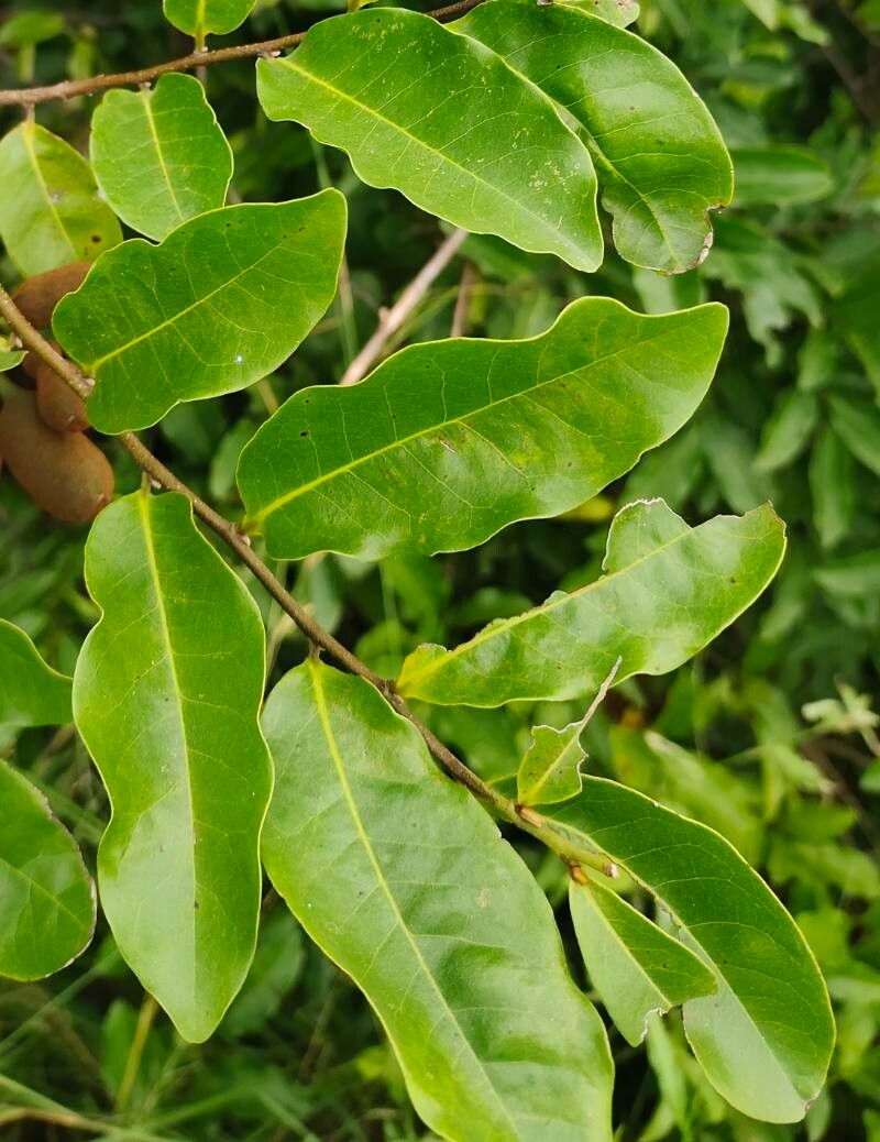 Uvaria chamae — search result for 'Tropical West Africa'