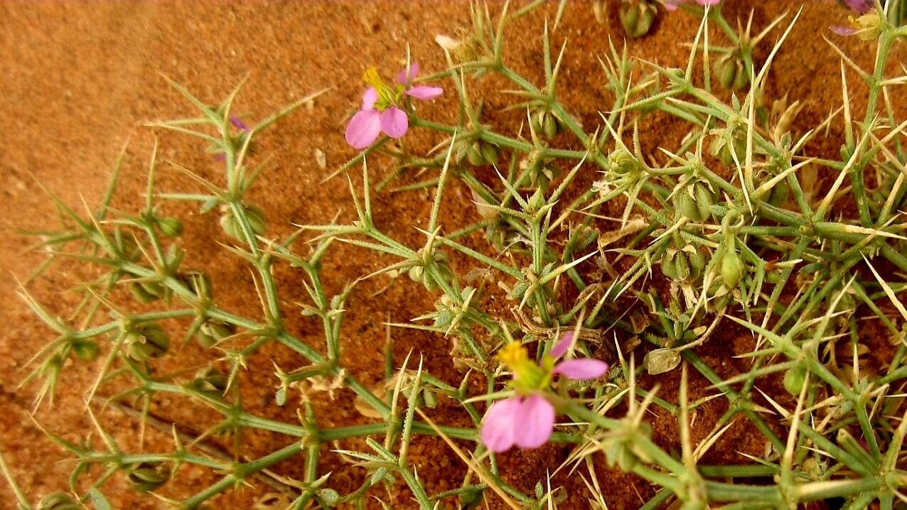 Zygophyllum indicum flower