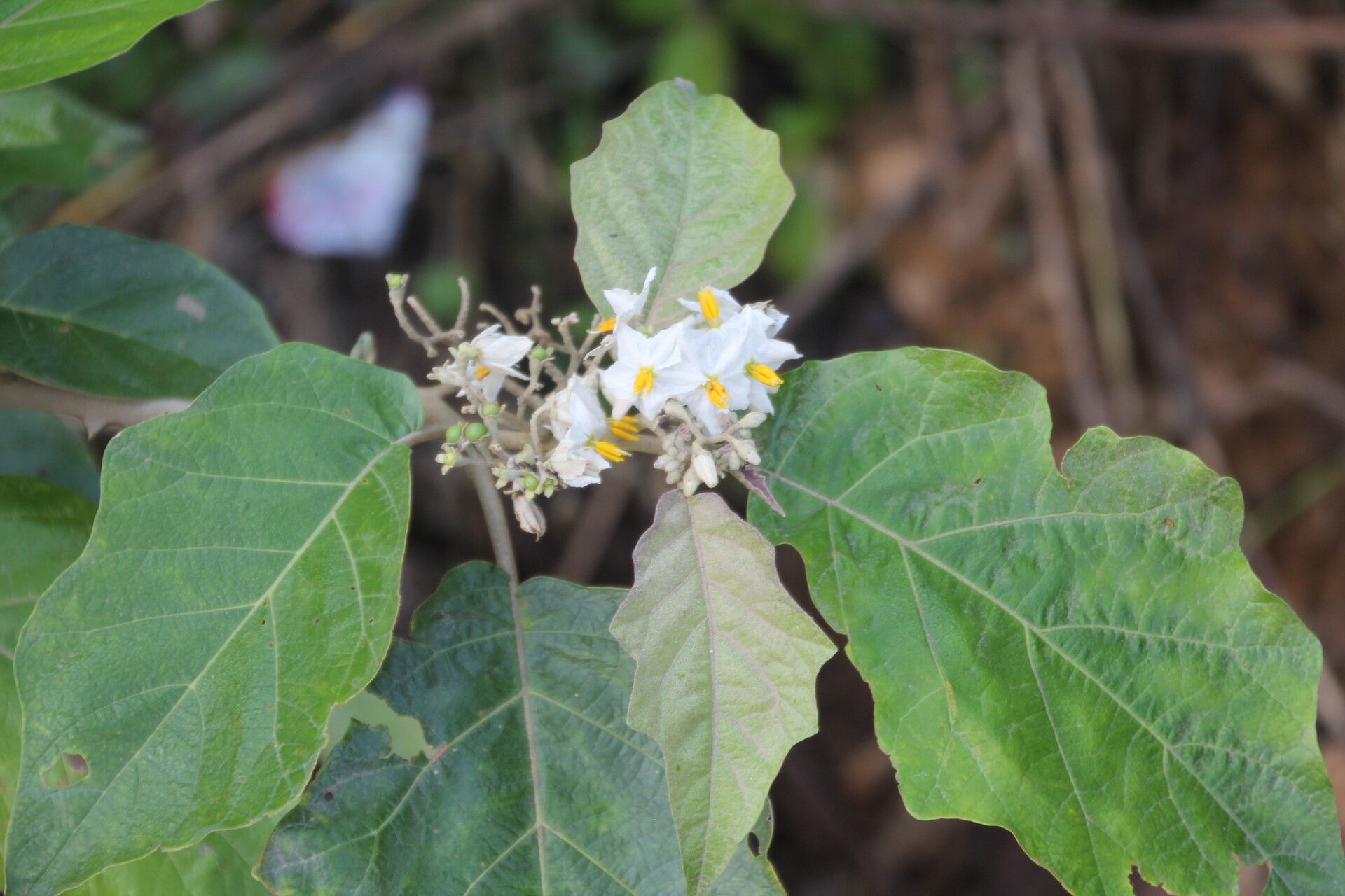 Solanum whalenii flower