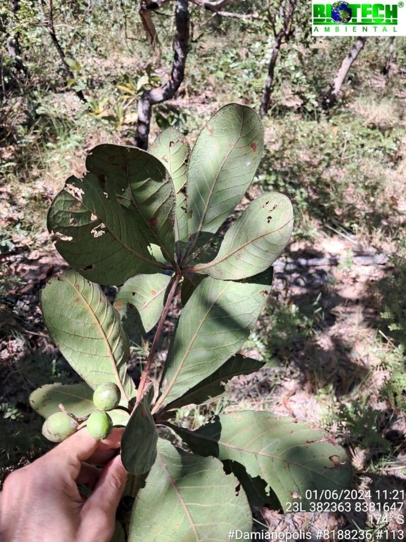 Terminalia corrugata — search result for 'Terminalia'